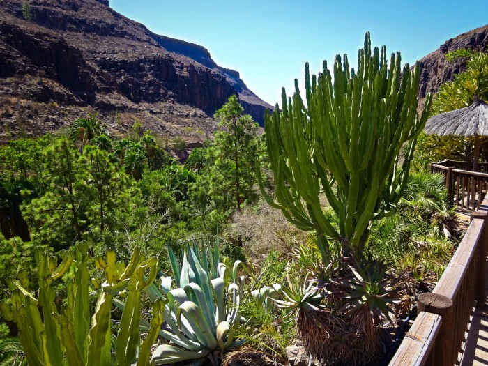 gran canaria 07 palmitos2